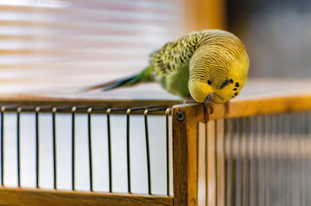 Wavy parrot on a wooden cage. Close up