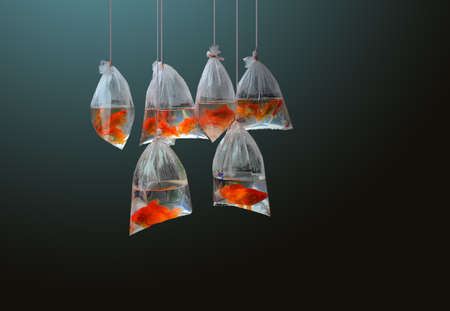 Six small red fishes in polyethylene bags hanging on ropes in dark green gradient backgroundの写真素材