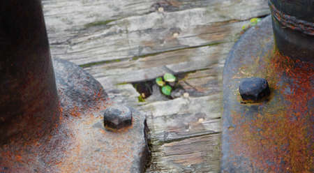 Two old bolts claims a rusty metal structure to a wooden base. Close up.の写真素材