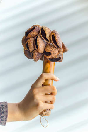 Togo seed rattle. African seed pod shaker. Percussion instrument.の写真素材