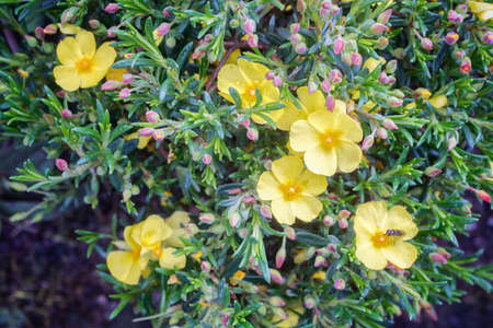 Halimium libanotis plant with small yellow blossoms. Rock Rose.Close up.の写真素材