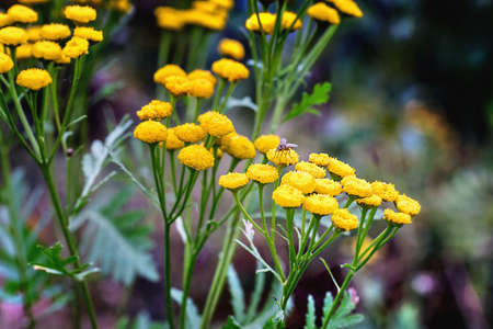 Fly on a tansy blossom. Close up.