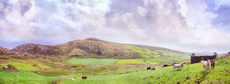 Panoramic landscape with cows and a ruined building in  southwest of Irelandの写真素材