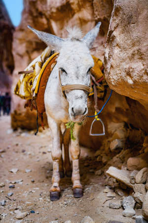 White saddled donkey standing near the rock.の写真素材