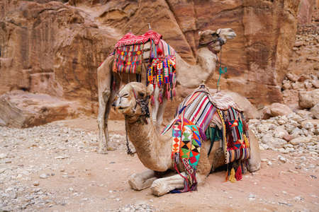 Two camels in an ancient abandoned rock city of Petra in Jordan. Petra is one of the New Seven...