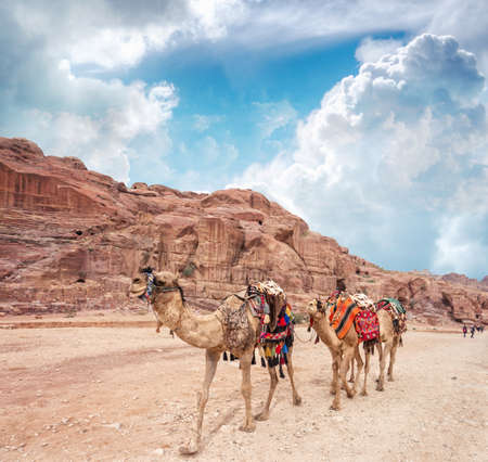 Three camels in an ancient abandoned rock city of Petra in Jordan. Petra is one of the New Seven Wonders of the World.の写真素材