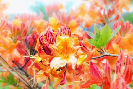 Azalea plant blooming in spring. close view.の写真素材