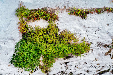 Small plants growing on a white concrete wall. Close view.