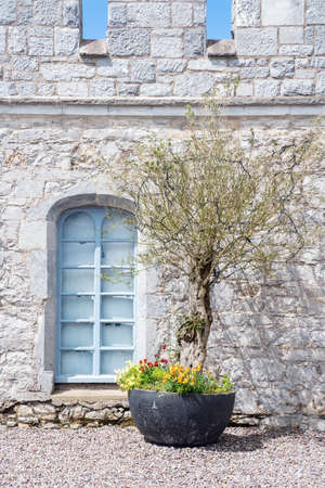 Blue window in an old house and flowerpot with flowers and tree.の写真素材