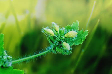 Celandine buds in spring. Close up.の写真素材