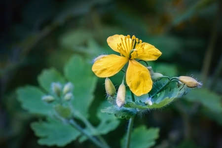 Yellow Celandine  blossom and buds in spring. Close up.の写真素材