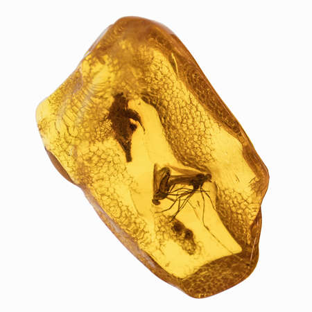 Piece of amber with insects inclusions. Isolated on white. Close up.