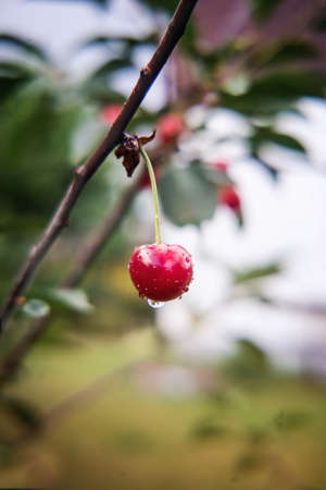 Small  tree branch with one cherry berry after rain. Close up.
