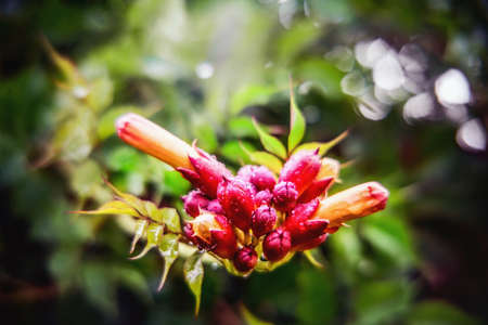 Campsis radicans flowers (trumpet vine or trumpet creeper) also known in North America as cow itch vine or hummingbird vine, in Romania as Trambita, Luleaua turcului.の写真素材