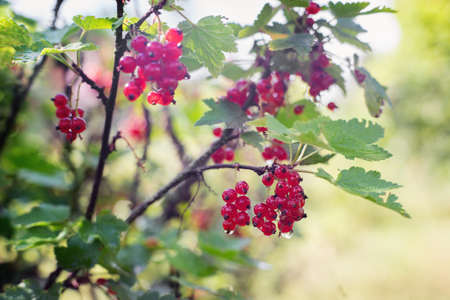 Red currants bush with berries on sunny dayの写真素材