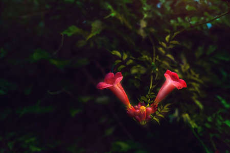 Campsis radicans  blossom at night. Close up.