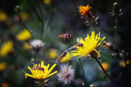 Hoverflies on yellow meadow flowers. Close up.