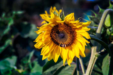 Bee on a sunflower blossom in the evening sunlight. Close up.の写真素材
