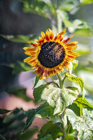 Decorative sunflower blossom in a sunny evening. Close view.の写真素材