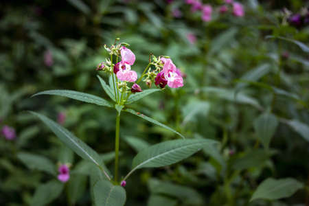 Indian Balsam wildflower in a forest. Close up.の写真素材