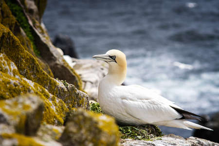 Gannet sitting on a nest on rocks in Saltee Island. Ireland.の写真素材
