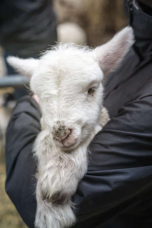 Woman holding a white  lambkin.  close view.の写真素材