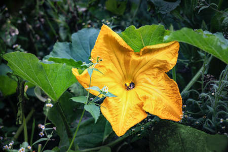 Big pumpkin blossom with two bees. Close up.の写真素材