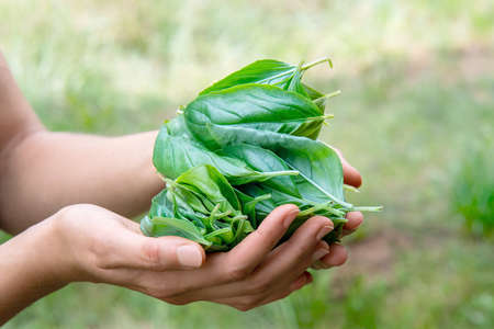 Fresh basil leaves in womanâ€™s hands. Close up.