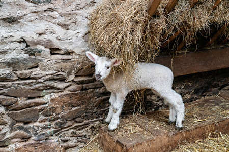 White lambkin in a barn with hay in the manger. Ireland.の写真素材