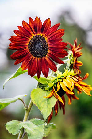 Decorative sunflower blossom in a garden. Close view.の写真素材