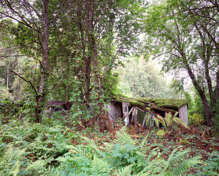 Old ruined wooden building in a natural forest on sunny day. Lithuaniaの写真素材
