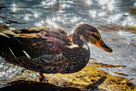 Duck near shore in the water on sunny dayの写真素材