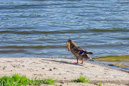 Duck on shore by the water on sunny dayの写真素材