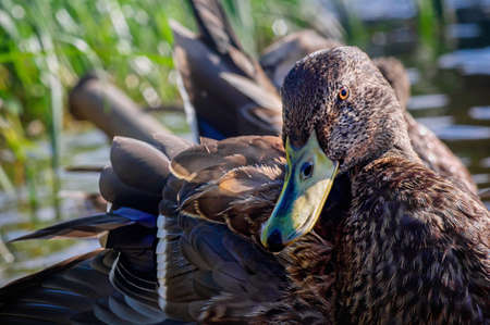 Duck  near shore in the water on sunny dayの写真素材