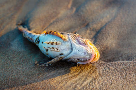 Dead fish shorthorn sculpin or bull-rout on a seashore. Close view.