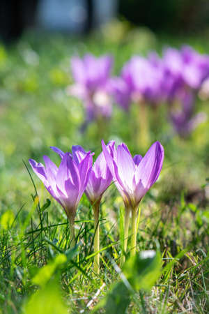 Crocus flowers in autumn garden. Close up.の写真素材