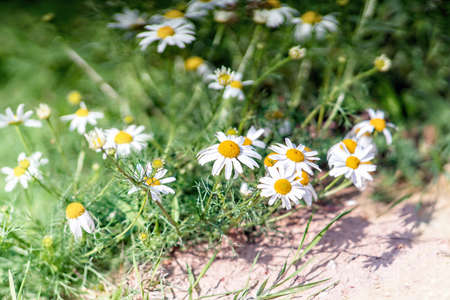 Wild daisy blossoms on a sunny day. Close up.の写真素材