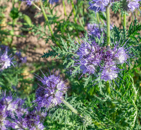 Phacelia tanacetifolia, species of phacelia known by the common names lacy phacelia, blue tansy or purple tansy. Close up.の写真素材