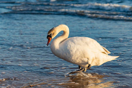 White swan with numbered ring on leg. Close view.の写真素材