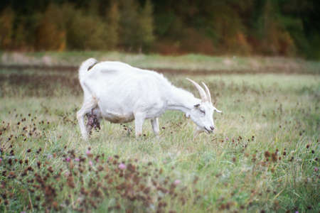 White goat with horns on an autumn  grass.