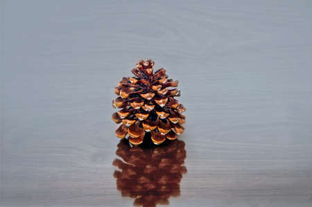 Pine tree cone on a table. Close up.