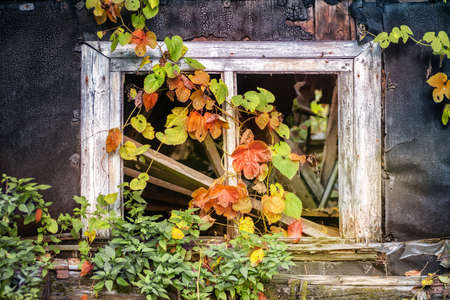 Old ruined house window with plants. Close view.