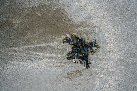 Sea plant on a wet gray sand. Close up.の写真素材