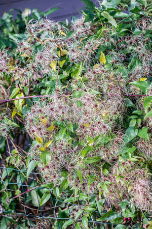 Clematis plant in autumn. Close view.