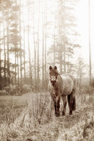 The Zemaitukas horse in a foggy morning in autumn. Black white.の写真素材
