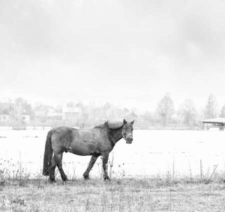 Zemaitukas horse on an autumn grass in foggy morning. Black whiteの写真素材