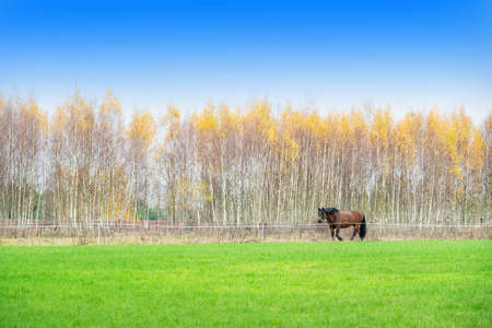The Å½emaitukas in autumn, a historic horse breed from Lithuania. It may be classified as a pony, due to its relatively short stature (between 131â141 centimeters at the withers)の写真素材