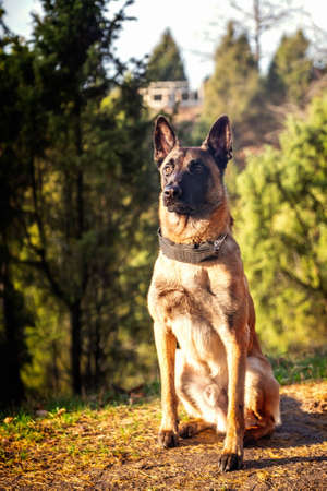 Portrait of Belgian shepherd Malinois dogの写真素材