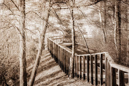Wooden walkway in Juniper Valley in autumn. Lithuania. Sepia.の写真素材