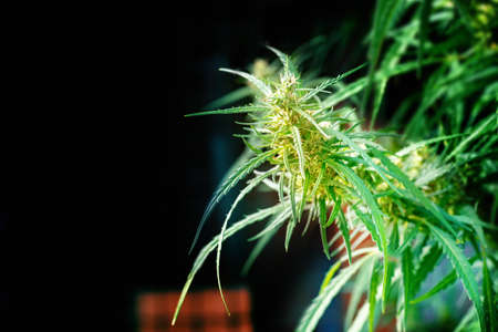 Fiber hemp on a dark background for text.の写真素材